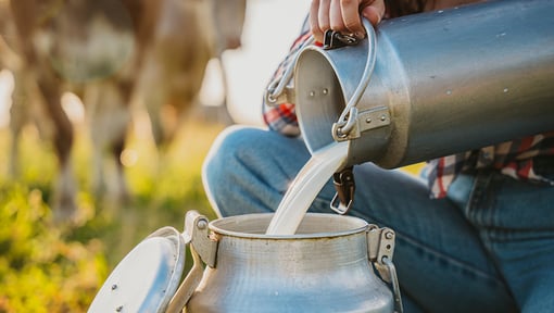 Close-up of milk being poured from a metal milk can into a larger container in a grassy outdoor setting.