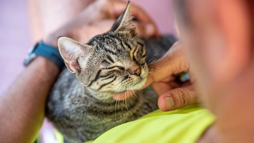 close up image a a person petting under a cats chin