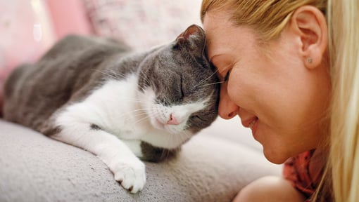 A close up of a woman resting her forehead against a gray and white cat lying on a sofa.