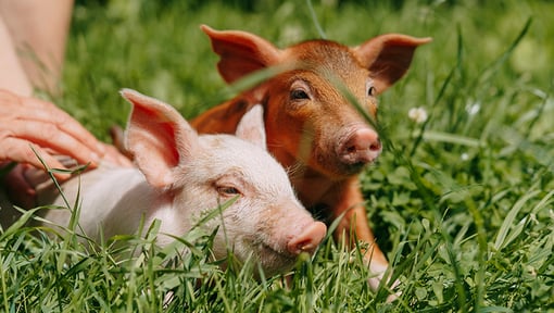 two piglets in the grass at a farm animal sanctuary 