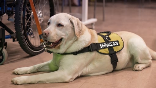 A service dog with a vest on lying near someones wheelchair wheel.