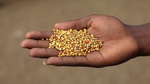 A hand holding Teff, a small gluten free whole grain.