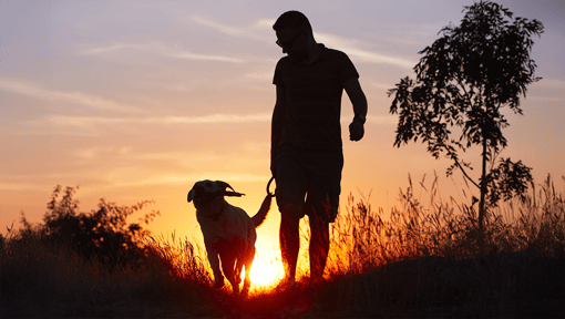 Silhouette of a person walking a dog on a leash along a grassy path at sunset
